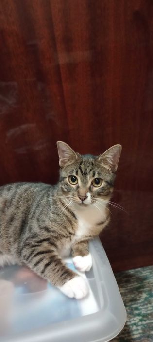 Котенца на 6 месеца търсят дом.