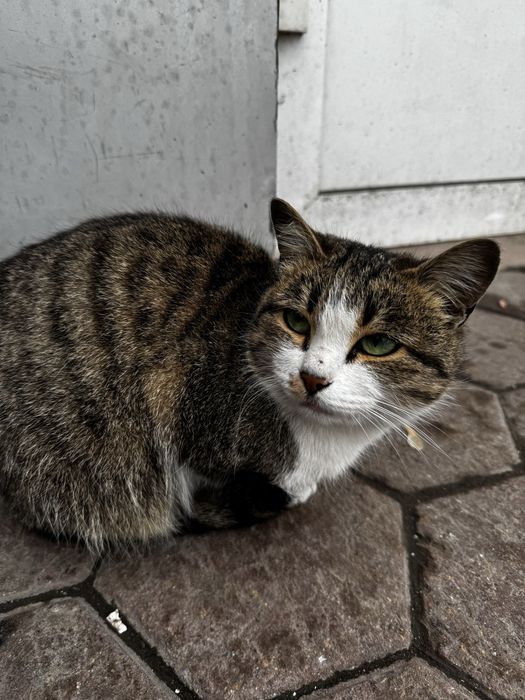 Отдам кошку в добрые руки