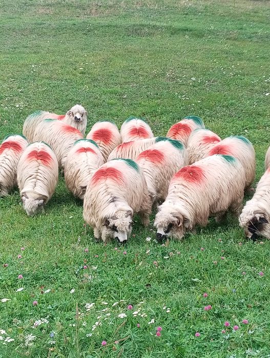 20 de oi de vânzare