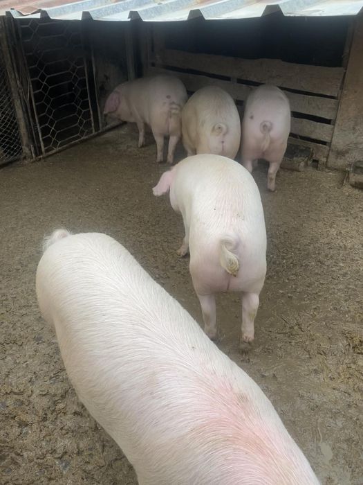 Продавам прасета