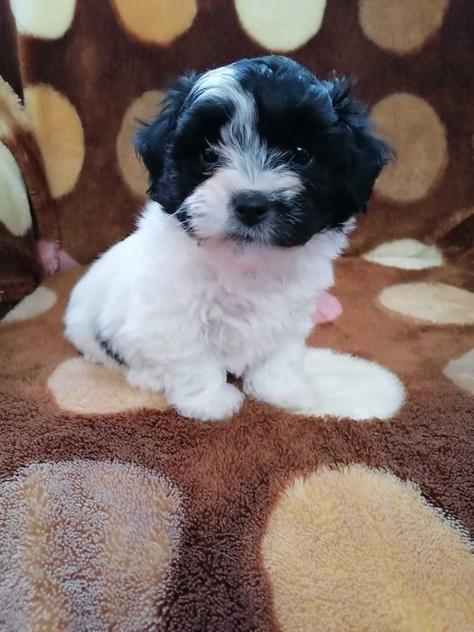 catel bichon havanez