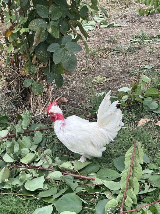 Vand 2 cocosi pitici iopan , 6 luni