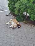 Animal de companie
