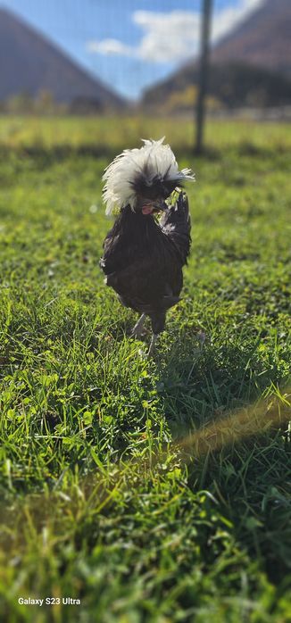 Cocosi de motata olandeza si cocosi tineri de italian