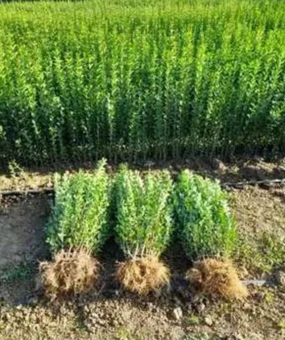 Лигуструм - средна височина: от 40 см до 70 см