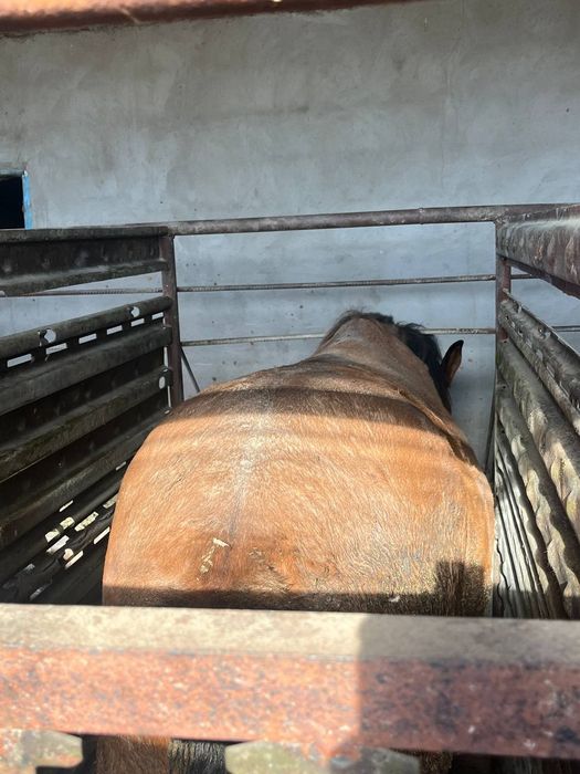 Продам Лошадь 2 годовалый. Жылқы сатам 3 ай байланған