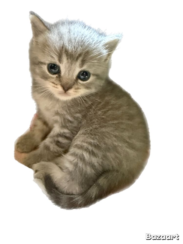 Котята британци Шиншиллы