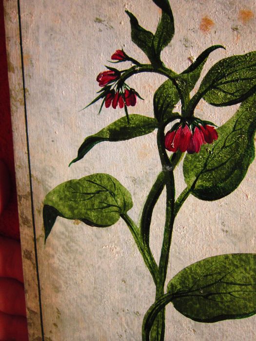 cadou deosebit botanic superb Symphytum officinale - Tataneasa