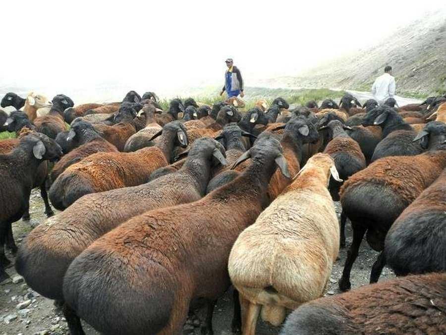Нуратадан зотли қўй ва кучкарлар сотилади! Фақат 60 дона!