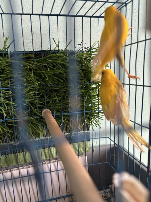 Продам двух распетых кенаров