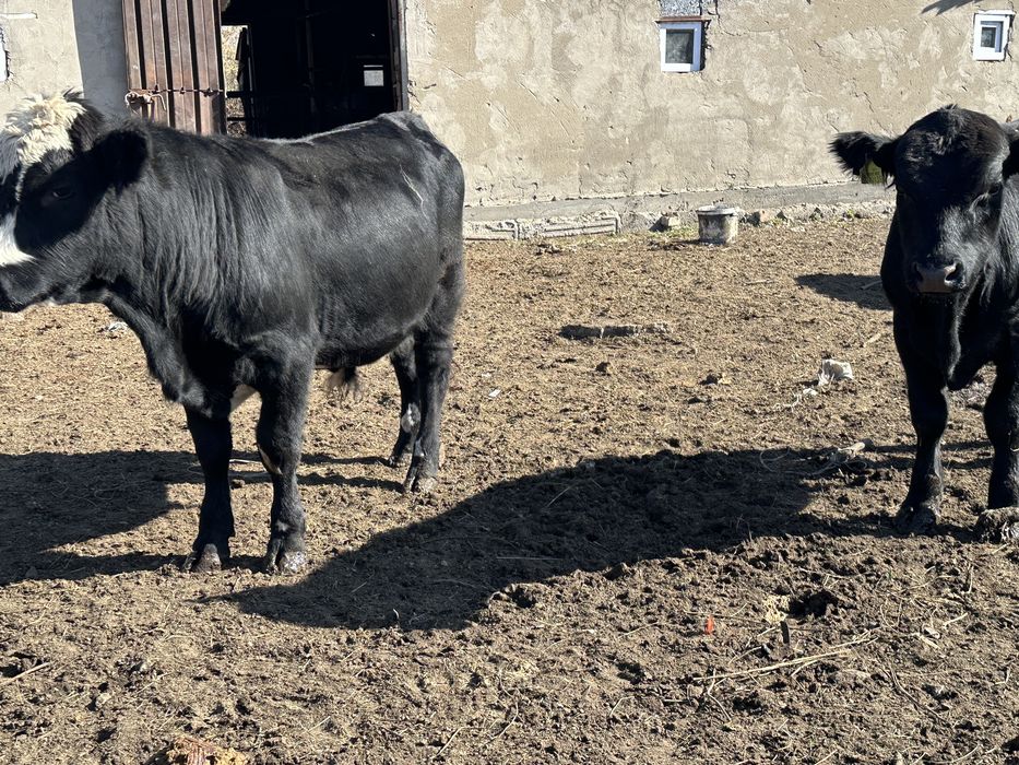 Быки 1,5 годовалые ,акбас,ангус,симентал,20 голов !