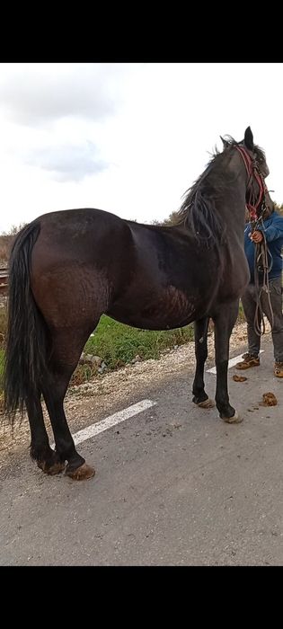 Vând iapa friziana de 5 ani