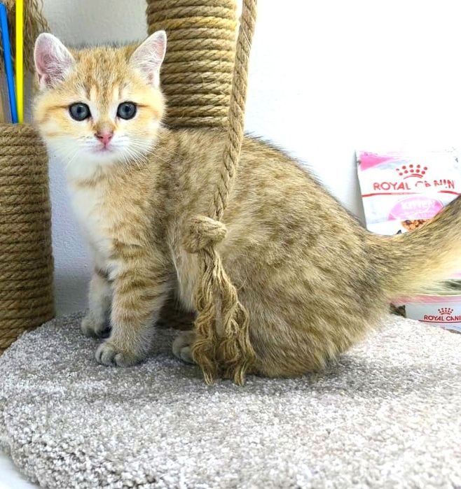 БриТашКи ОчаРоваШки ЗолоТые ПухЛяшкИ