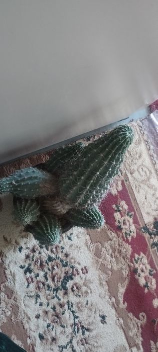 300 ming kaktus yana keliwamiz