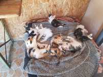 котки бебета 7 бр.