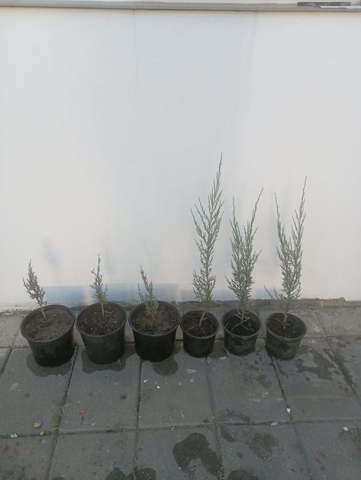 Pomi ornamentali