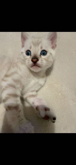 Pisica bengal alb , ochi albaștri