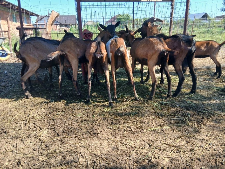 Capre Alpine Franceze & metis