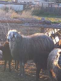 Жирные бараны овцы