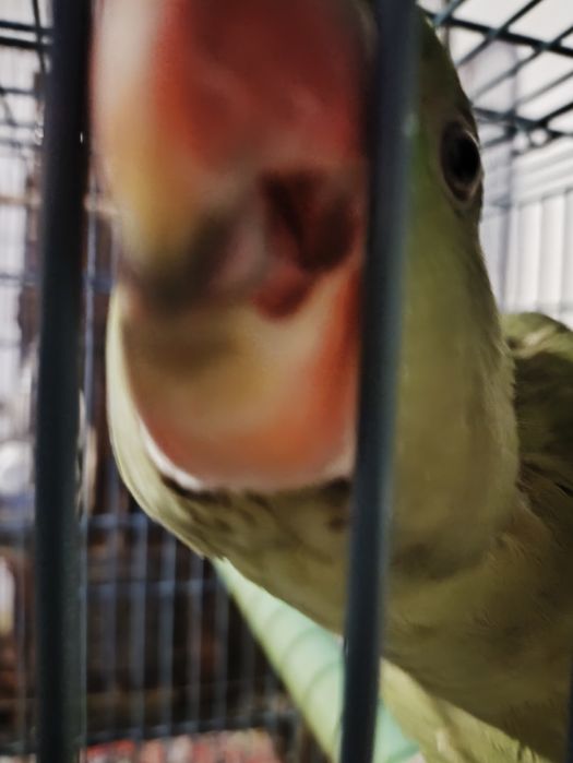 Vand Marele Alexandru Varsta 10 luni bland crescut la seringa