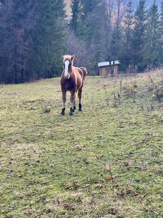 Manz semigreu ( armasar )