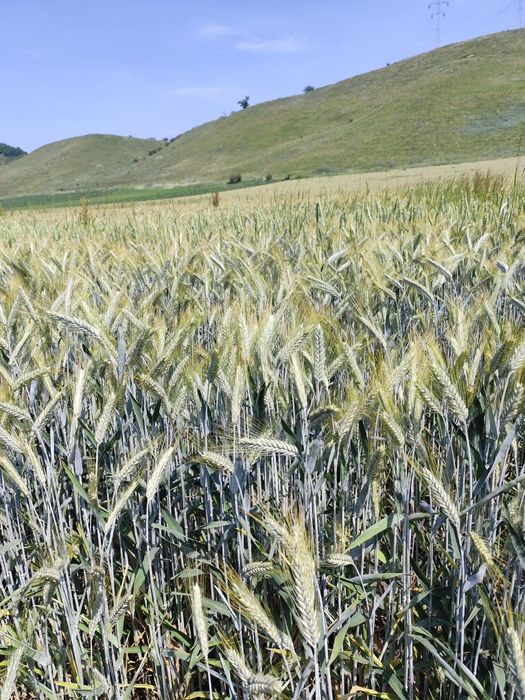 Vând triticale și grau