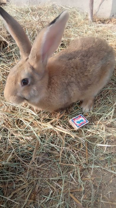 Продаются Кролики Фландер