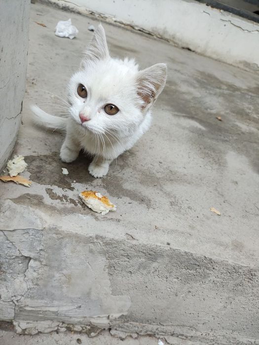Oppoq mushukcha ishonchli va mehrli qo'lga beriladi.