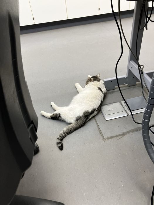 Кот найден. Ищет дом. Ласковый и манерный.