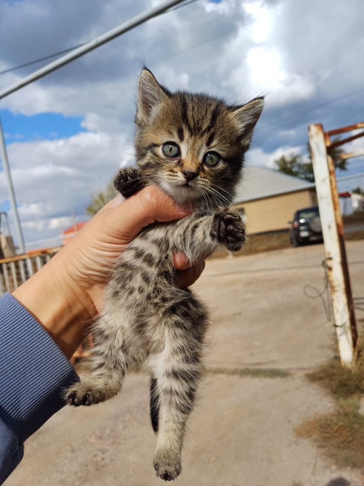 Ищем дома для котят