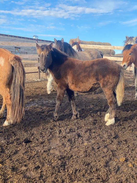 Әкесі таза қанды "НовоАлтай" тұқымдар сатылымда