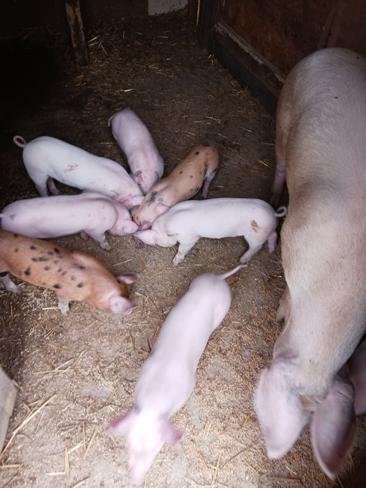 Fân Curat Bine Depozitat