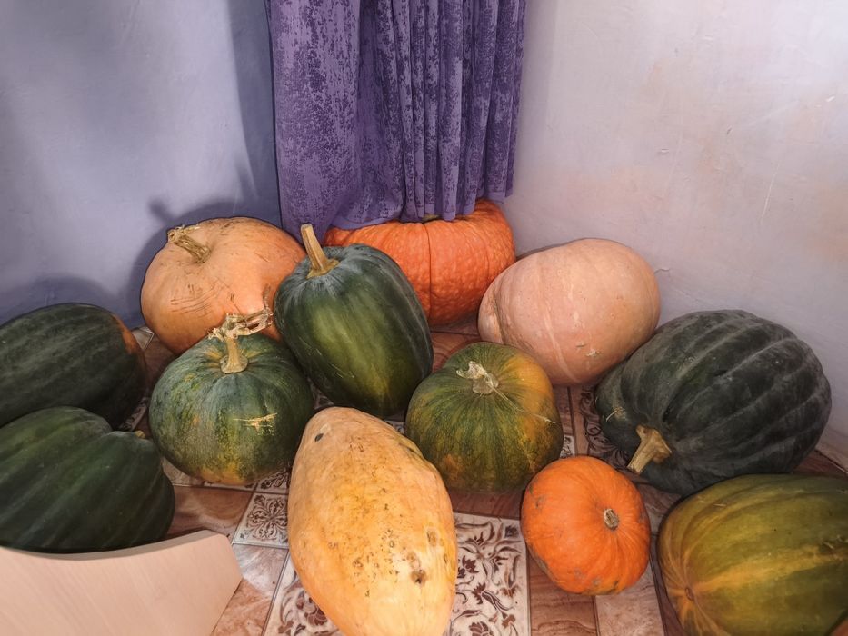 Продам тыква данные