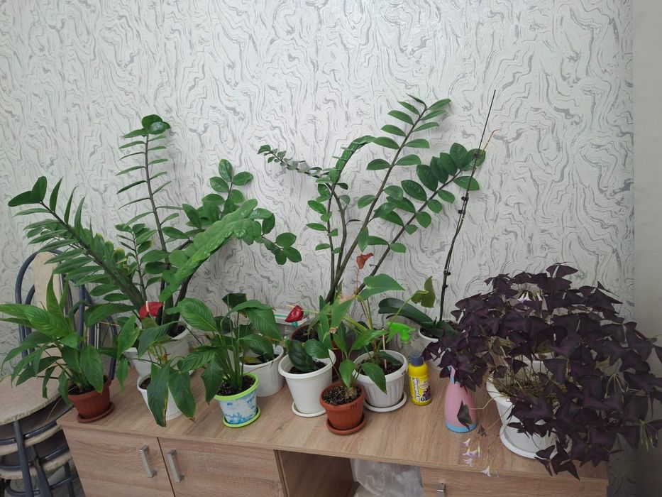 Продам комнатные цветы 1500тг