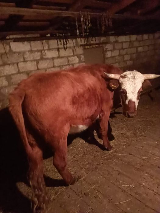 Продаётся бык кастрированный.