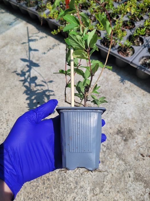 Caprifoi Red World - Mana Maicii Domnului, Lonicera japonica