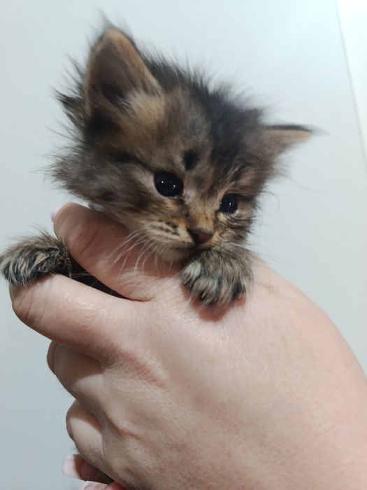 Продам котят, недорого