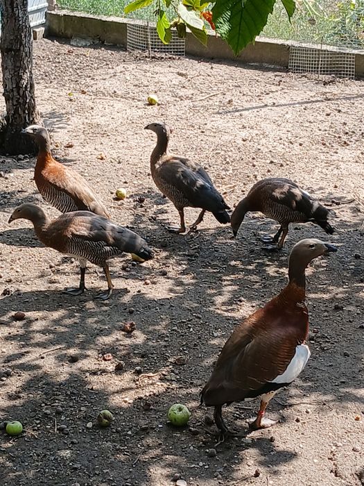 De vânzare păsări exotice