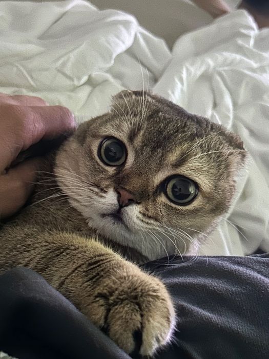 Отдам даром веслоухого кота