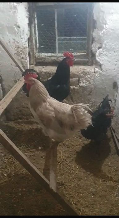 Жас кораздар сатылады оте дау кораздар пародасы таза Джерси Гиганттар