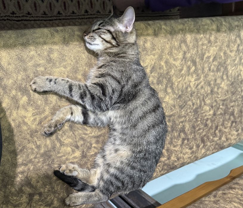 Котенок мальчик отдам даром