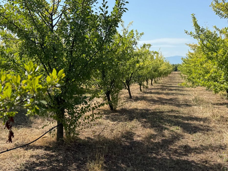 Продавам Овощна градина в с. Цалапица.