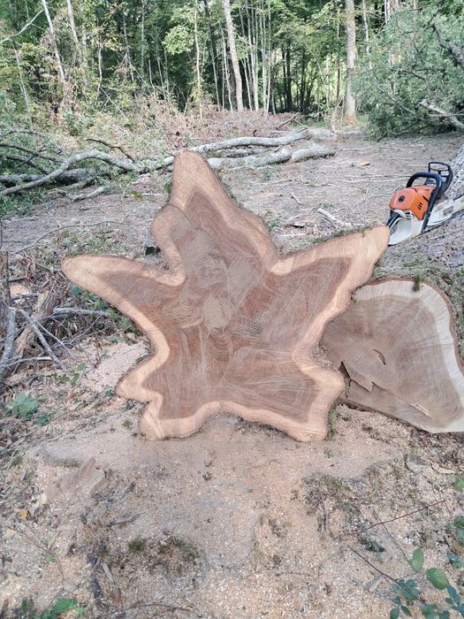 Rondele proaspete de stejar