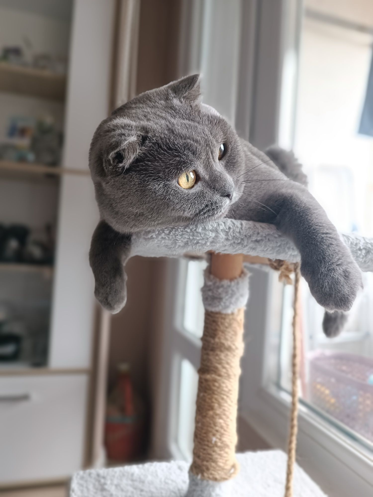 Шотландска клепоуха