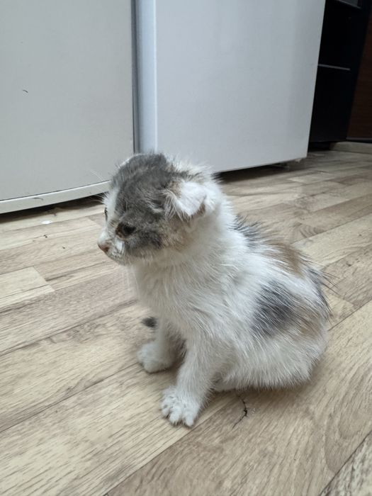 отдам за шоколадку