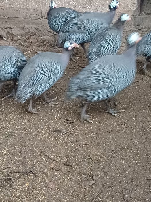 Bibilici de vânzare, preț 100 lei/bucata