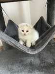 Ofer spre vanzare o pisica Scottish Fold