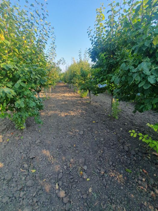 De vanzare loc de casa cu livada in sat Ghizdaru Giurgiu