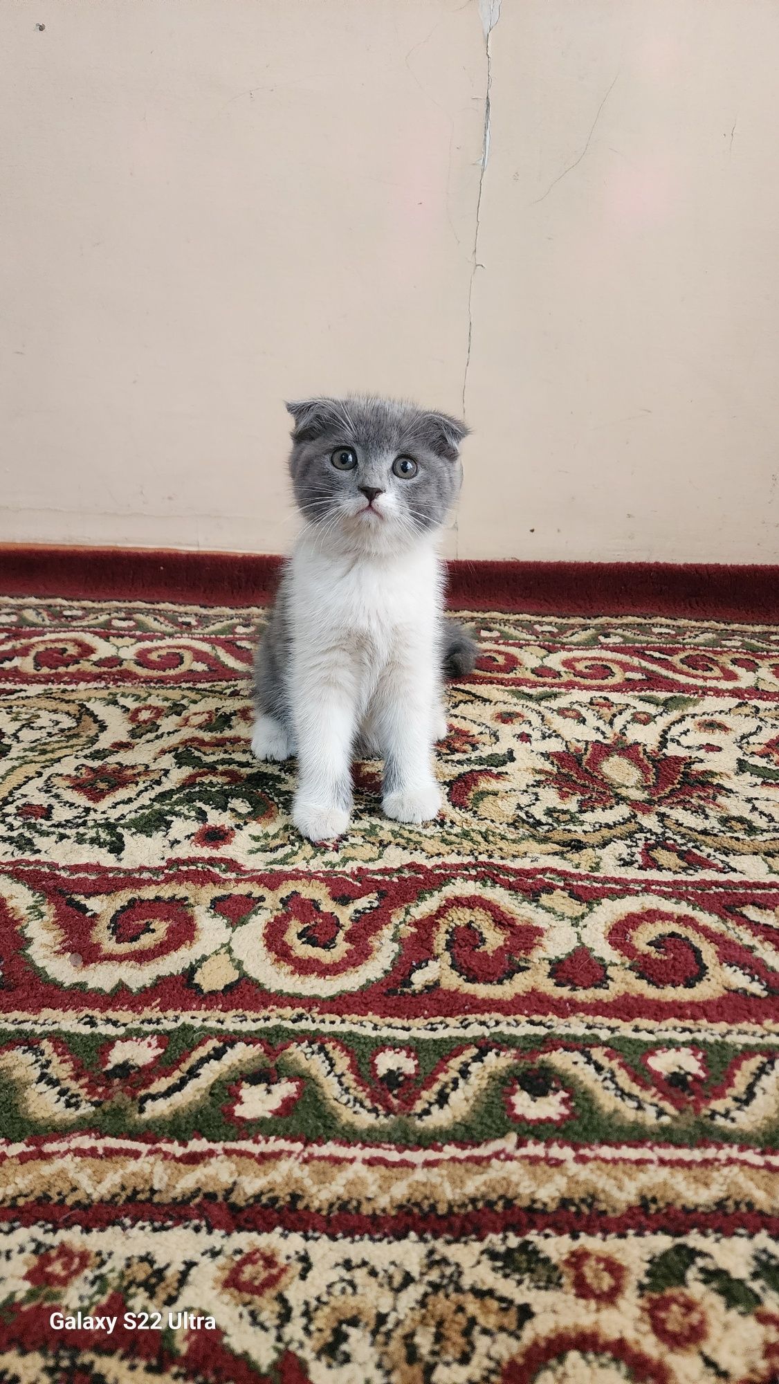 Очаровательные котята ищут дом!