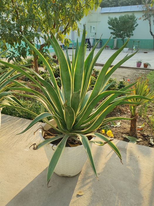 Агава Американская (растение)